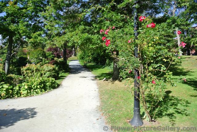 Lamp post enshrounded by red flower plant at Halifax Public Gardens.jpg