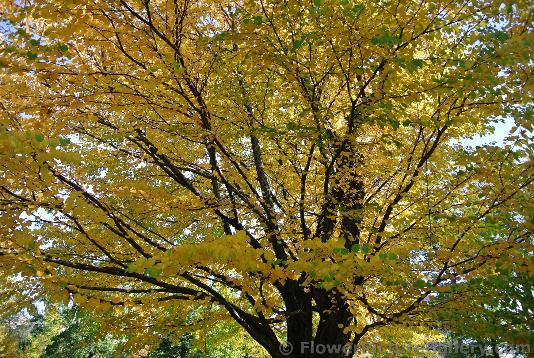 Golden leaves at Halifax Public Gardens.jpg
