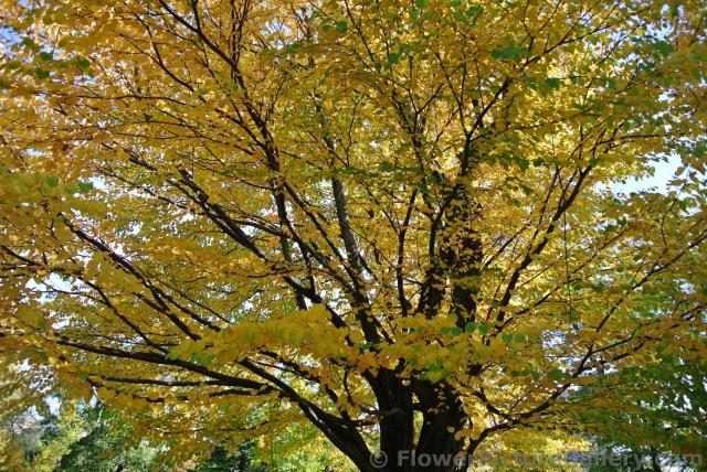 Golden leaves at Halifax Public Gardens.jpg