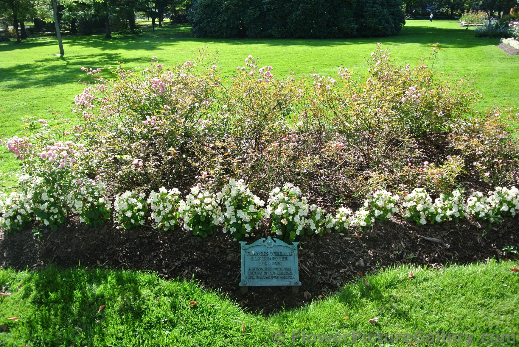 Frances Willard Centenary Bed at Halifax Public Gardens.jpg