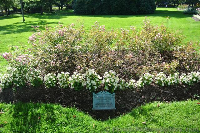Frances Willard Centenary Bed at Halifax Public Gardens.jpg