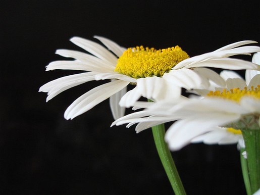 open white daisies.jpg