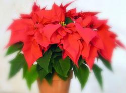 Christmas flowers.JPG