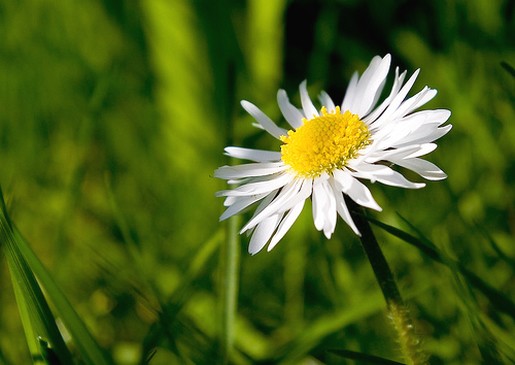 one wild daisy.jpg