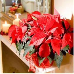 Christmas flowers image.JPG