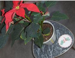 Fresh christmas flowers.JPG