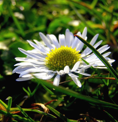nature daisy flwoer.jpg