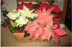 Photo of christmas flowers gifts.JPG