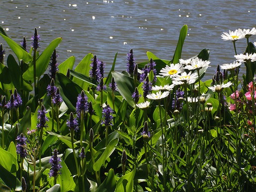 natural white daisy flowers.jpg