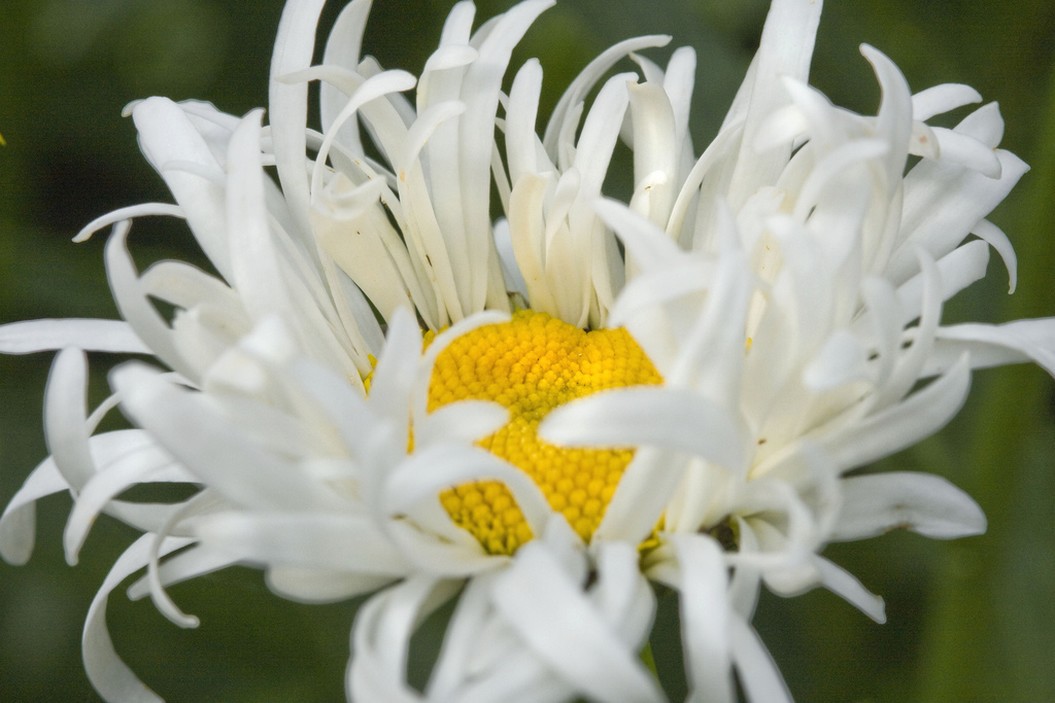 messy daisy flower.jpg