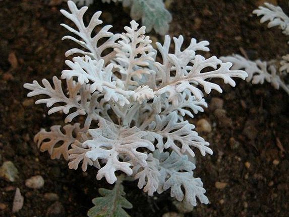 white christmas flowers.JPG