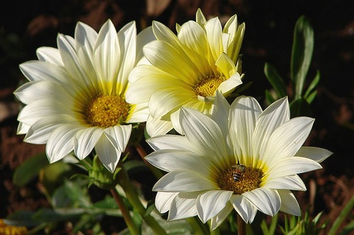 Marguerite Daisy.jpg