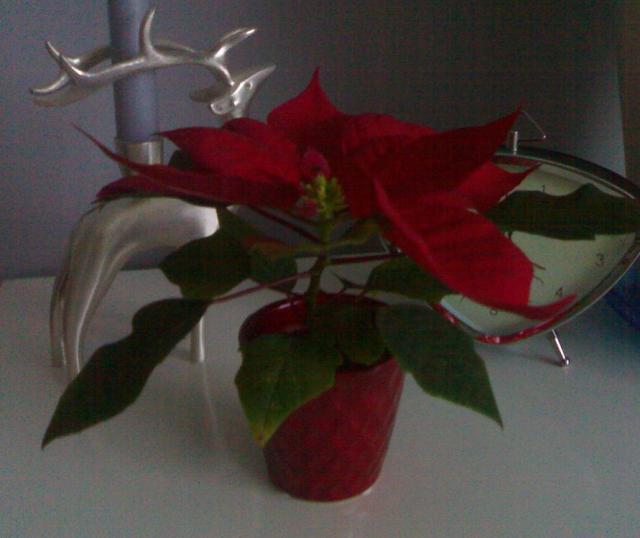 Christmas flower.JPG