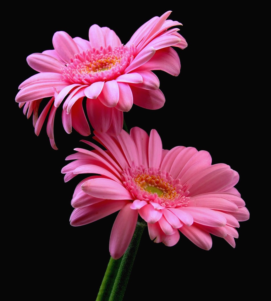 lovely pink daisay flowers.jpg