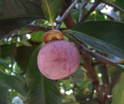 Mangosteen Fruits Trees