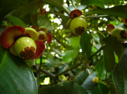 Mangosteen tree picture with young fruits still in green color.PNG
