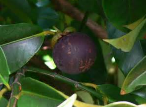 Purple fruits tree pictures_superfood fruit t tree.PNG