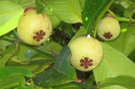 Tropical fruits with young mangosteem fruits in tree.PNG