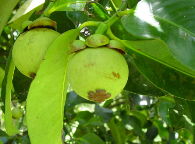 Fruit tree photo with mangosteen fruits in tree.PNG