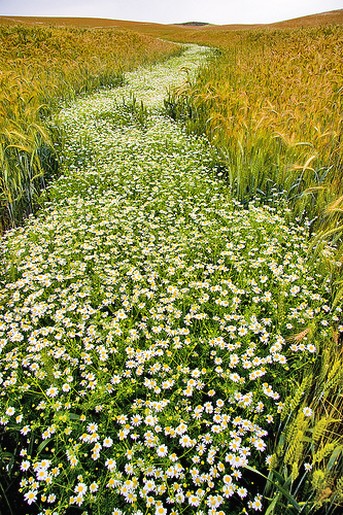 long daisy field.jpg