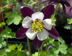 Columbine Flower Picture Gallery