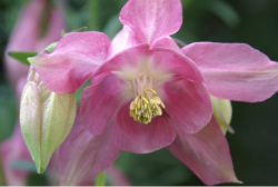 Beautiful spring flowers columbine flowers with buds all in light pretty pink.PNG