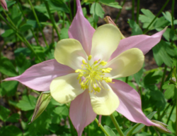 Close up photo of columbine flowers in light pink and yellow.PNG