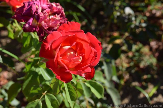 Red Rose from Malaga Spain.jpg