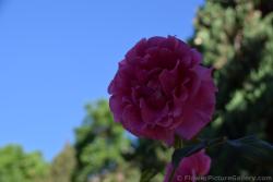 Pink Rose of Malaga Spain.jpg