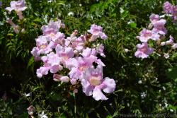 Pink Hibiscus Flowers and Buds from Malaga Spain.jpg