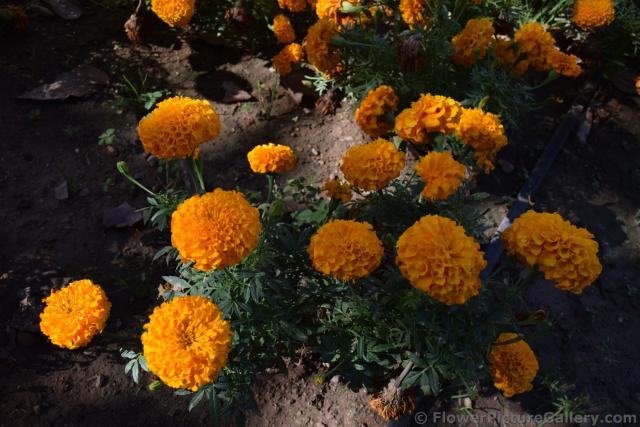 Orange Ball Flower Hydrangeas from Malaga Spain.jpg