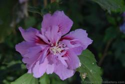 Pink Flower within a Flower from Malaga Spain.jpg