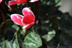 Red 3 Petal Flower with White Edges in Padua Italy.jpg