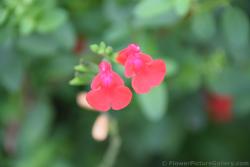 Red Dress-shaped Flowers from Paris near Eiffel Tower.jpg