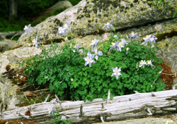Columbine garden flowers for spring.PNG