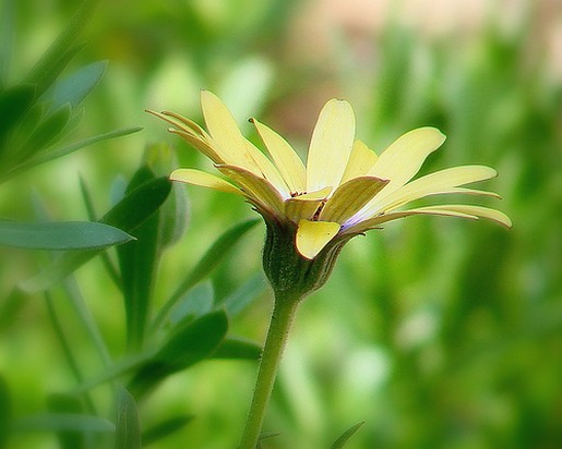 lonely daisy.jpg