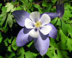 Columbine spring flowers in purple photos.PNG