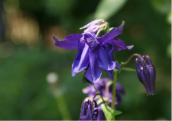 Dark blue purple Columbine flower with buds pictures.PNG