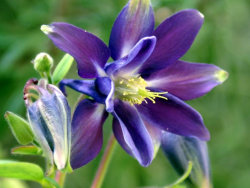 Dark purple columbine flower photo.PNG