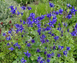 Garden spring flowers with purple columbine flowers pic.PNG