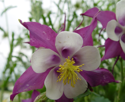 Image of purple and white columbine flowers with bright yellow center.PNG