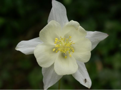 Image of white columbine flower with yellow center with close up.PNG