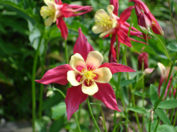 Light yellow and red columbine flowers photos.PNG