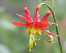 Orange red columbine flowers with yellow centers images.PNG