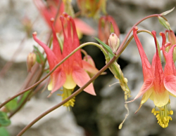 Peach orange Columbine flowers with yellow.PNG