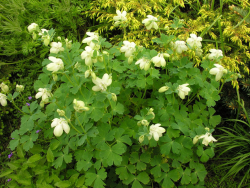 Photo of spring garden flowers with white cream columbine flowers.PNG