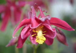 Photos of columbine flowers with bright yellow center.PNG
