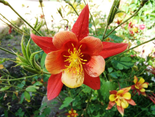 Picture of Columbine flowers with yellow centers.PNG