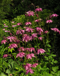 Pink spring flowers columbine blooming.PNG