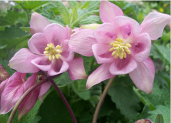 Pretty columbine flowers in light pink with yellow centers.PNG